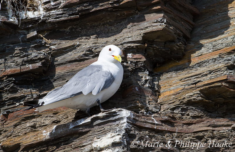 Mouette tridactyle 6762.jpg - Mouette tridactyle, Rissa tridactyla, Black-legged Kittiwake (Ekkeroy, Norvège, juin 2012)